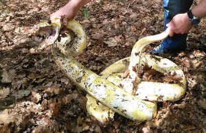 Trzymetrowy pyton albinos w lesie pod Warszawą