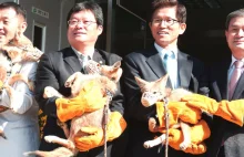 Koreańskie laboratorium prawie perfekcyjnie sklonowało psa