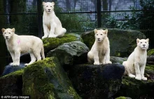Rodzina lwów - albinosów