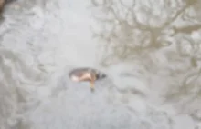 Makabryczne znalezisko w Zabrzu: Martwy pies w rzece, miał obrażenia...