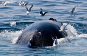 Biały wieloryb śpiewa ludzkim głosem.