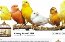 Poznań: umieszczali zdjęcia „kanarów” w sieci, trafią do prokuratury?