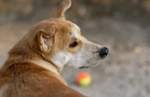 Bezpańskie psy będą podawać piłki na turnieju tenisowym w Sao Paulo.