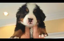 Bernese Mountain Dog...