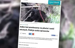 Kot powieszony za łapę na płocie, sześć innych kotów otrutych