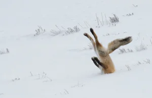 2016 Winners :: Comedy Wildlife Photography Awards - Conservation through...