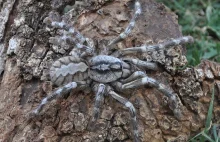 Na Sri Lance odkryto niezwykle dużego pająka nowego gatunku