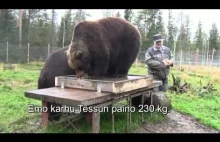 Ważenie niedźwiedzi