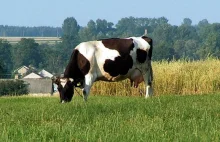 Propozycja dla UE: redukujmy pogłowie bydła, zamiast emisję CO2