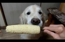 Śmieszny Golden Retriever je kukurydze.