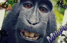 Sąd w USA rozstrzyga losy słynnego "Monkey Selfie" »