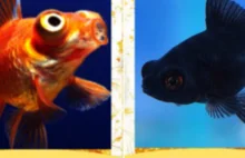 Dwie ryby rywalizują między sobą w Street Fighterze