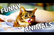 Best Funny Animals Compilation You Will Ever See