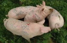 Tatuowane świnie. Artystyczna prowokacja czy wielka przesada?