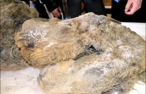 Syberia: znaleziono ciało młodego nosorożca włochatego. Żył 10 000 lat temu.