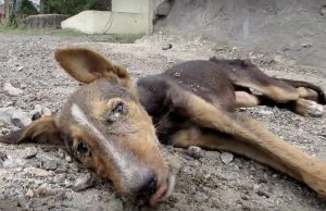 Zabiedzony pies po 2 tyg. rehabilitacji wrócił do zdrowia. Wzruszająca kampania