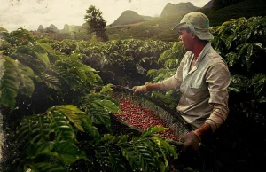 Plantacja kawy w Brazylii