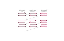 PCR - nieograniczone powielenie niemal dowolnego fragmentu DNA