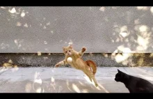 Funny crazy cat - Redmi Note 7 slow motion camera