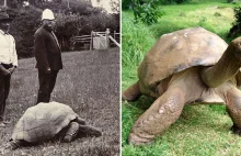 Żółw Jonathan sfotografowany w 1902 i dziś