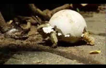 Żółwik z dodatkową skorupką :)