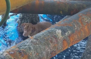 Samotny pies na morzu. Płynął 220 km od brzegu