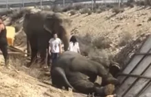 Na autostradzie w Hiszpanii w wyniku wypadku zginął słoń