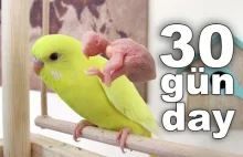 Pierwsze trzydzieści dni życia papużki falistej