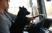 Pies w ciężarówce? Dlaczego by nie! Przecież to najlepszy przyjaciel człowieka.
