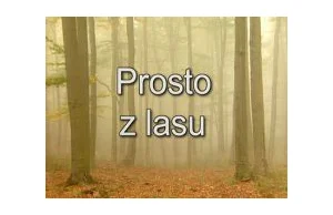 Prosto z lasu