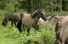 Konik polski - rasa wywodząca się od dzikich tarpanów