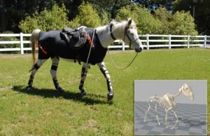 Opracowano zestaw motion capture dla konia