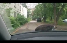 Kot śpiący na masce podczas jazdy...
