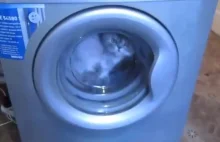 Rosja: Znęcali się nad kotem i wrzucili go do pralki. Szokujące video!