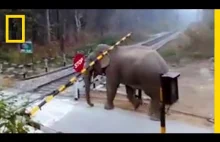 Niecierpliwy słoń nie zgadza się z zasadami kolei