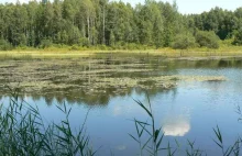 Subregion Bory Dolnośląskie - Walory przyrodnicze