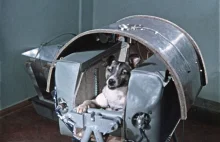 O psie, który poleciał w kosmos, czyli jak Łajka przetarła szlak Gagarinowi