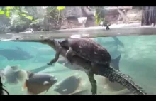 Żółw jazda aligatorem