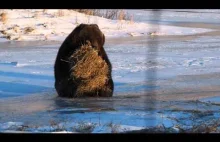 Niedźwiedź grizzly bawiący się kępą siana.