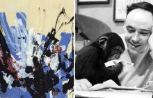 Szympans Congo był malarzem abstrakcji, lubianym m.in. przez Picasso i Daliego