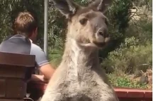 Jak kangur żagluje kulkami