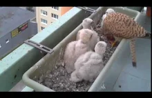 Pustułkowa rodzina żyjąca sobie na balkonie - Pora karmienia młodych
