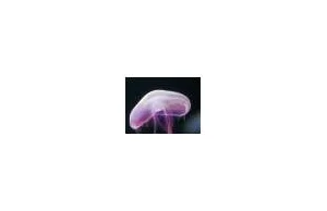 37 niesamowitych zdjęć meduz.