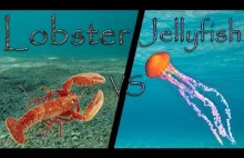 Lobster vs Jellyfish - A Capella RAP BATTLE