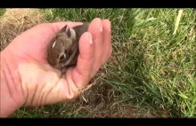 Małe dzikie króliczki w gnieździe :3