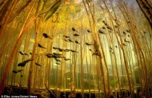 Kijanki w podwodnym lesie.