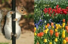Przez brak zimy wiewiórki zjadły... tulipany