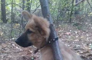 Przywiązała psa do drzewa. Już wpadła w ręce policji dzięki m.in. internautom.