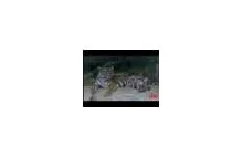 Tygrys bengalski wychowuje małe prosiaczki jak wlasne dzieci