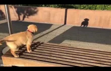 Pies reaguje na swój cień